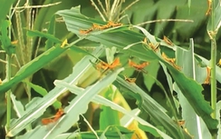 Thực hư châu chấu bay rợp đồng tại Sơn La