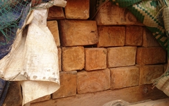 Phục kích bắt quả tang 60 khúc gỗ nghiến tập kết trong nhà dân