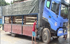 Tài xế nghi chở gỗ lậu chống đối lực lượng chức năng
