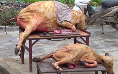 Giá rét kéo dài, dân Lào Cai khóc ròng "đại tang" trâu bò