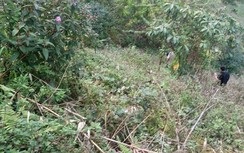 Tá hỏa phát hiện thi thể nam thanh niên trong rừng