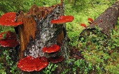 4 người trong gia đình ngộ độc nấm rừng, 2 người tử vong