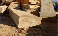 Kon Tum liên tục phát hiện gỗ lậu