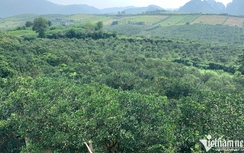 Đổ tiền tỷ ôm đất giá rẻ chờ chuyển đổi có lãi dày, ‘bỏng tay’ rút củi không kịp