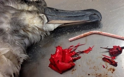 Australia nỗ lực loại bỏ triệt để rác thải nhựa trên toàn đất nước