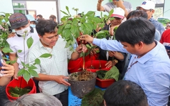 Quảng Nam: Đấu giá sâm Ngọc Linh ủng hộ kinh phí xóa nhà tạm