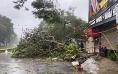 Công ty TNHH MTV Môi trường đô thị Hải Phòng: Tập trung khắc phục bảo đảm giao thông sau bão Yagi