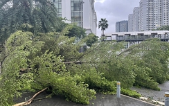 Cách nào xử lý cây xanh ngã đổ do bão lũ?