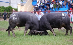 Đặc sắc Lễ hội Chọi trâu truyền thống Đồ Sơn năm 2024