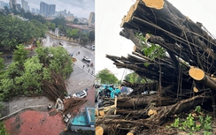 Hà Nội: Sắp đấu giá 36.000 cây xanh đô thị gãy đổ sau bão số 3