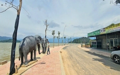 Đắk Lắk: Thu hồi xác lập Kỷ lục hồ Lắk là hồ nước ngọt lớn nhất Việt Nam