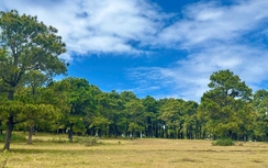 Gia Lai phê duyệt quy hoạch khu du lịch văn hóa đồi thông kết hợp du lịch sinh thái