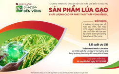 Agribank triển khai cho vay liên kết sản xuất, chế biến và tiêu thụ sản phẩm lúa gạo chất lượng cao và phát thải thấp vùng ĐBSCL