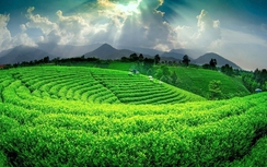 Nâng tầm giá trị cây chè và văn hóa trà Thái Nguyên