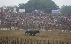 Vĩnh Phúc: Lễ hội chọi trâu Hải Lựu năm 2025 thu hút hàng vạn du khách