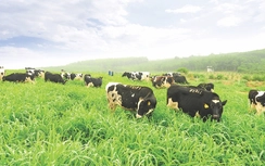 TH true MILK: Từ ly sữa tươi sạch thúc đẩy một Việt Nam xanh