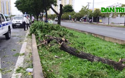 TPHCM: Gió lốc quật ngã hàng loạt cây xanh, đổ đè nhiều ô tô trên đường