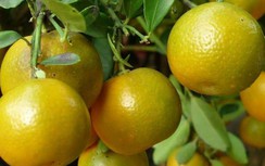 Ngày Tết nhà nào cũng có nhiều quất nhưng ít ai biết đến những công dụng tuyệt vời này