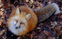 “Tan chảy” trước những hòn đảo thiên đường của động vật ở Nhật Bản