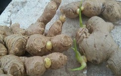Củ quả mọc mầm: Loại nào ăn được, loại nào nhất định phải bỏ đi ngay?