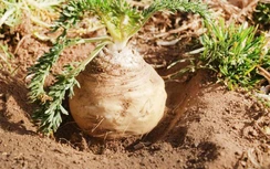 Loại cây là "thần dược phòng the", thu hoạch xong phải mất 7 năm mới trồng tiếp