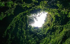 Khám phá khu rừng trong hang núi lửa dài 100 m