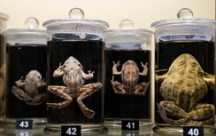 Những bảo tàng kỳ quái nhất London