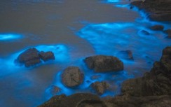 Vịnh Hạ Long và những bãi biển có thể phát sáng trên thế giới