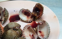4 loại hải sản nhìn đáng sợ, chỉ người sành ăn biết rất ngon
