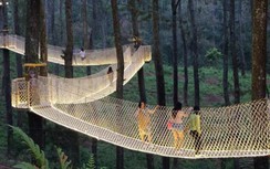 Khám phá rừng lan đẹp và ngoạn mục nhất Indonesia