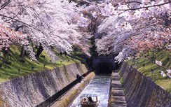 Hoa anh đào đang nở rộ, chỉ nhìn thôi đã muốn xách vali đến Nhật Bản ngay