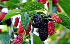 6 thực phẩm tự nhiên, dễ tìm là "thần dược" giải độc thận