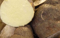 9 loại thực phẩm tốt cho dạ dày cần bổ sung gấp vào thực đơn gia đình