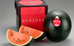 Cận cảnh giống dưa hấu đắt nhất thế giới