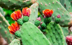 Từng là quả dại rẻ như cho, nay trở thành thứ quả đắt giá trong siêu thị