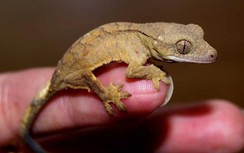 Người đàn ông mất mạng vì nuốt sống 1 con tắc kè