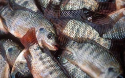 Mất mạng vì vô tình nuốt phải cá trong khi bơi