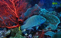 Quá cuồng ăn, người TQ khiến loài cá có vẻ ngoài rực rỡ này sắp tuyệt chủng