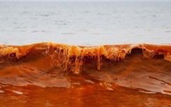 Top những bí ẩn và hiện tượng đại dương kỳ thú nhất