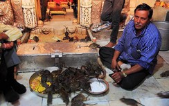 Ngôi đền tái sinh có hàng nghìn con vật bò khắp nơi khiến ai cũng hốt hoảng