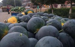 Loại dưa hấu kỳ lạ người Trung Quốc chê, ở Nhật lại là hàng xa xỉ