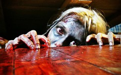 Những điểm đến thách thức lòng dũng cảm cho mùa Halloween