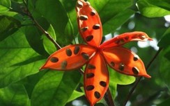 Những loại trái cây độc dị nhưng người giàu Trung Quốc lại không tiếc tiền mua