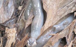 Đến Philippines cổ vũ tuyển Việt Nam nhớ thưởng thức món ăn kỳ lạ này