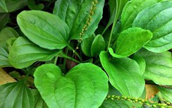 Loại thuốc quý mọc như cỏ dại, khắp Việt Nam nơi đâu cũng có