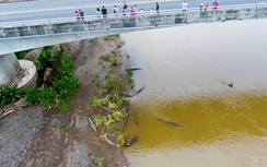 Cây cầu nguy hiểm nhất Costa Rica, bên dưới đầy cá sấu khiến du khách phấn khích ngắm
