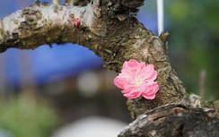 Tận mắt đào thất thốn được dựng nhà, lắp điều hòa trước Tết