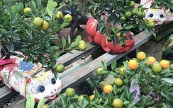 Độc đáo heo sứ cõng cây quất trên lưng giá bạc triệu ở Hà Nội