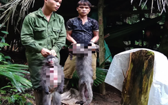 Bắn chết 2 cá thể voọc, nhóm thợ săn có thể bị phạt tới 2 tỷ đồng