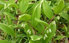 Ngọc trúc trị âm hư, đau mắt đỏ